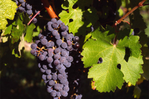 Праздник красного короля