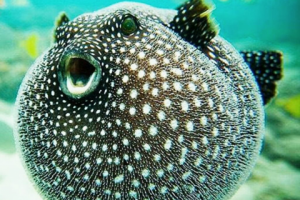 Смертельная еда