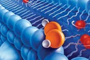 Органотерапия от клиники Пирогова