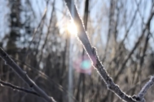 Прогулка в зимнем лесу