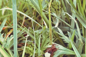 Съемка насекомых