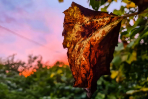 Работа 4071059