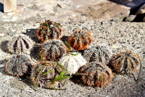 Морские ежи на берегу