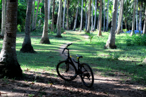 Прогулка в тропическом лесу