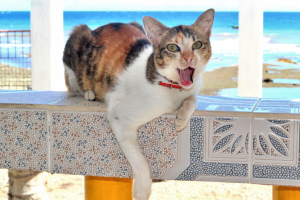 Кошка у моря