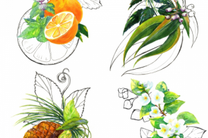 Иллюстрации на этикетку натуральной коcметики SIBERINA