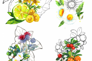 Иллюстрации на этикетку натуральной коcметики SIBERINA