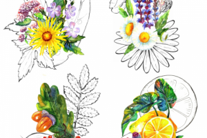 Иллюстрации на этикетку натуральной коcметики SIBERINA