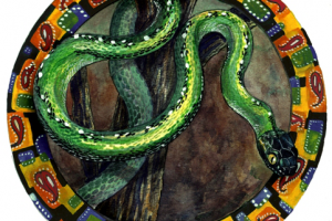 Бойга индийская