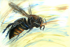 Шершень обыкновенный