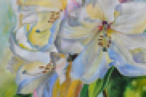 Белые лилии