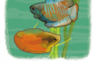 Для атласа-определителя. Лялиус.