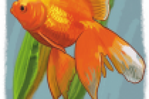 Для атласа-определителя. Вуалехвост.