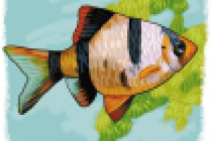 Для атласа-определителя. Барбус суматранский.