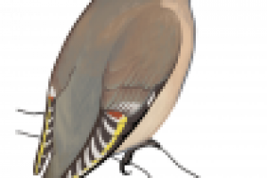 Для атласа-определителя. Свиристель.