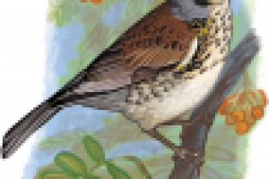 Для атласа-определителя. Дрозд-рябинник.