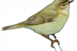 Для атласа-определителя. Пеночка-весничка.