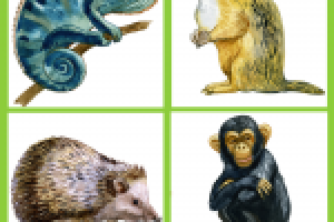 Иллюстрации к детскому определителю.