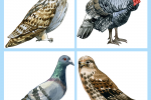 Иллюстрации для детского определителя.