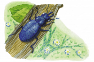 Для детских развивающих карточек.