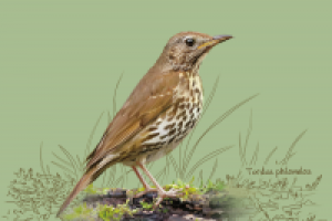 Певчий дрозд