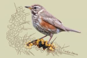 Белобровик