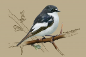 Мухоловка-Пеструшка