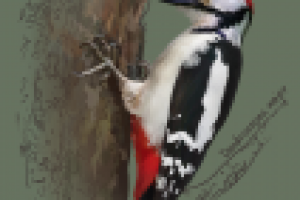 Большой пёстрый дятел (цифровая живопись)