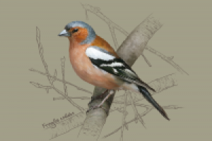 Зяблик (digital painting)