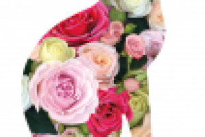 Принт для футболки для салона роз (цифровая живопись)