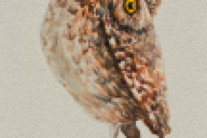 Кроличья сова (акварель)