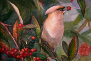 Свиристель (акварель)