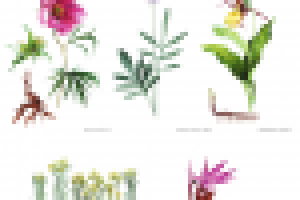 Иллюстрации растений и грибов для Кр. Книги Кировской области