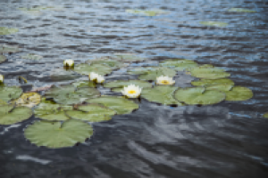 Работа 1949438