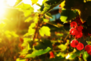 краски лета