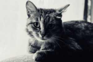 Работа 1949401