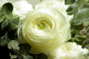 Музыка для презентации студии флористики White Flower