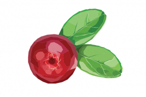 Иллюстрации "фрукты"