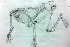 скелет в ракурсе