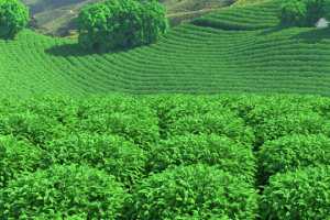 Arnold Render. 15 mln polygon