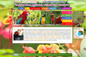 Сайт по продаже попугаев