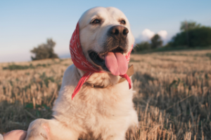 Собака улыбака