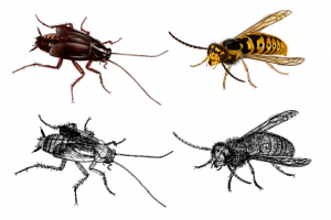 Отрисовка насекомых (Gradient mesh)