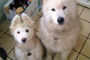 Наши любимые питомцы