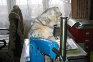 Подмастерье