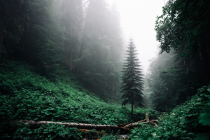 Туманный лес