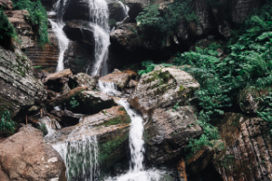 Туманный лес