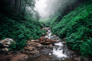 Туманный лес