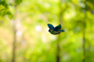 Рисованная анимация птицы