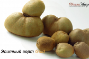 Как правильно выбрать киви